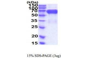 SDS-PAGE (SDS) image for CD276 (CD276) (AA 29-466) protein (His tag) (ABIN5854953)