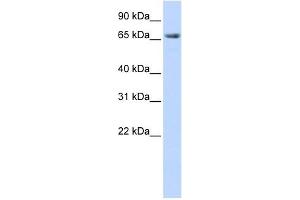 DLG3 antibody used at 1 ug/ml to detect target protein. (DLG3 anticorps)