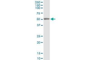 Immunoprecipitation of GABPB1 transfected lysate using anti-GABPB1 MaxPab rabbit polyclonal antibody and Protein A Magnetic Bead , and immunoblotted with GABPB2 purified MaxPab mouse polyclonal antibody (B01P) .