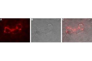 Expression of Glutamate receptor δ1 in rat PC12 cells - Cell surface detection of GluD1 in live intact rat PC12 pheochromocytoma cells.