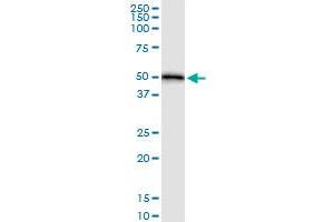 Immunoprecipitation of HOMER1 transfected lysate using anti-HOMER1 MaxPab rabbit polyclonal antibody and Protein A Magnetic Bead , and immunoblotted with HOMER1 purified MaxPab mouse polyclonal antibody (B01P) .