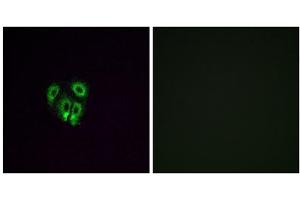 Immunofluorescence analysis of A549 cells, using OR4F4 antibody. (OR4F4 anticorps  (C-Term))