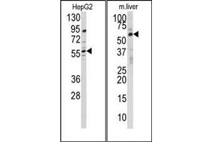 Image no. 1 for anti-24-Dehydrocholesterol Reductase (DHCR24) (N-Term) antibody (ABIN358014)