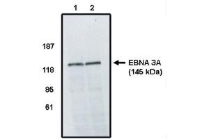 Western Blot analysis using EBV EBNA 3A Antibody on cell lines infected with Epstein Barr Virus. (EBV anticorps)