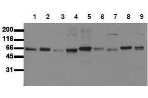 Western Blotting (WB) image for anti-SHC (Src Homology 2 Domain Containing) Transforming Protein 1 (SHC1) (N-Term) antibody (ABIN126890) (SHC1 anticorps  (N-Term))