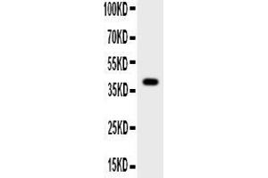 Anti-Cathepsin G Picoband antibody, All lanes: Anti-Cathepsin G at 0. (Cathepsin G anticorps  (AA 76-255))