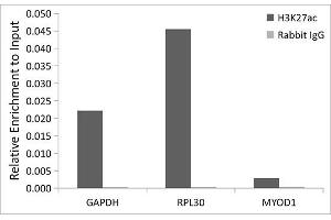 Chromatin immunoprecipitation analysis of extracts of HeLa cells, using Acetyl-Histone H3-K27 Rabbit pAb antibody (ABIN7267738) and rabbit IgG. (Histone H4 anticorps  (H3K27))