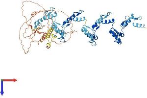 AlphaFold protein structure predicition of Human Recombinant ZNF256 Protein, UniprotID Q9Y2P7