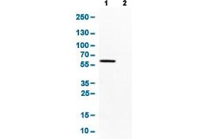 Western Blot analysis of Lane 1: CACO-2 and Lane 2: U-87 cell lysates with OCLN monoclonal antibody, clone CL1567 . (Occludin anticorps  (AA 282-415))