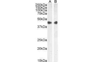 (ABIN185271) (1 μg/mL) staining of HeLa (A) and NIH3T3 (B) cell lysate (35 μg protein in RIPA buffer).