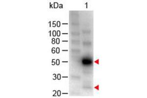 Image no. 1 for Chicken anti-Human IgG (Whole Molecule) antibody (HRP) (ABIN300603) (Poulet anti-Humain IgG (Whole Molecule) Anticorps (HRP))