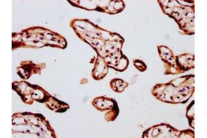 IHC image of ABIN7152990 diluted at 1:400 and staining in paraffin-embedded human placenta tissue performed on a Leica BondTM system. (FOLR2 anticorps  (AA 35-167))