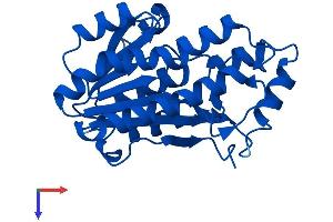 AlphaFold protein structure predicition of Human Recombinant BDH2 Protein, UniprotID Q9BUT1