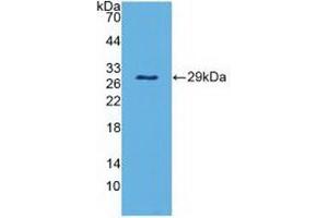 Detection of Recombinant PAOX, Mouse using Polyclonal Antibody to Polyamine Oxidase (PAOX) (PAOX anticorps  (AA 130-356))