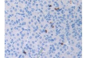 Detection of ATF6 in Mouse Ovary Tissue using Polyclonal Antibody to Activating Transcription Factor 6 (ATF6)