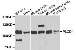 Western blot analysis of extracts of various cells, using PLCD4 antibody.