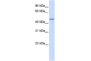 CHST6 antibody used at 1 ug/ml to detect target protein.