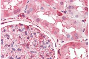 Human Kidney (formalin-fixed, paraffin-embedded) stained with DPYSL2 antibody ABIN462302 followed by biotinylated anti-mouse IgG secondary antibody ABIN481714, alkaline phosphatase-streptavidin and chromogen.