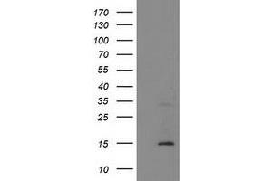 Image no. 1 for anti-Coiled-Coil-Helix-Coiled-Coil-Helix Domain Containing 5 (CHCHD5) antibody (ABIN1497489) (CHCHD5 anticorps)