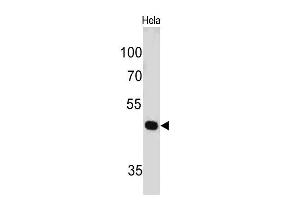 Western Blot of HeLa cell lysate using PAX7 Mouse Monoclonal Antibody (PAX7/497). (PAX7 anticorps  (AA 301-505))