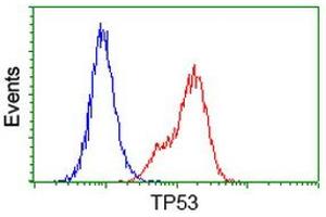 Image no. 4 for anti-Tumor Protein P53 (TP53) antibody (ABIN1499976) (p53 anticorps)