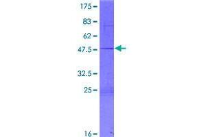 Image no. 1 for Achaete-Scute Complex Homolog 3 (ASCL3) (AA 1-181) protein (GST tag) (ABIN1345837)