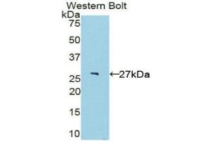 Western Blotting (WB) image for anti-Interleukin 22 Receptor, alpha 2 (IL22RA2) (AA 30-228) antibody (ABIN1859403)