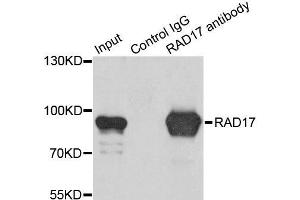Immunoprecipitation analysis of 200ug extracts of K562 cells using 1ug RAD17 antibody.