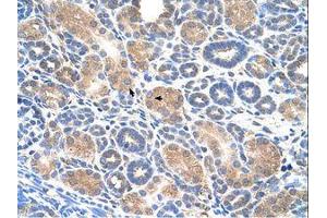 Image no. 1 for anti-WW Domain Containing E3 Ubiquitin Protein Ligase 2 (WWP2) (N-Term) antibody (ABIN6736651)