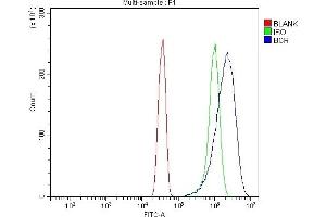 Flow Cytometry analysis of Hela cells using anti-BCR antibody (ABIN7601180). (BCR anticorps  (AA 3-264))