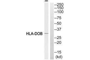 HLA-DOB Antikörper  (N-Term)