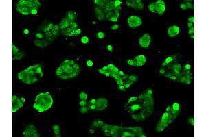 Anti-BIRC7 mouse monoclonal antibody (ABIN2452813) immunofluorescent staining of COS7 cells transiently transfected by pCMV6-ENTRY BIRC7 (RC204906). (BIRC7 anticorps)