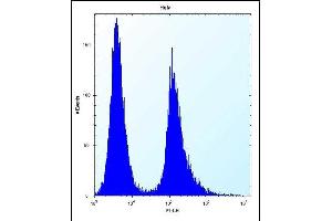 Vimentin Antibody (Center) (ABIN389213 and ABIN2839368) flow cytometric analysis of Hela cells (right histogram) compared to a negative control cell (left histogram). (Vimentin anticorps  (AA 152-181))