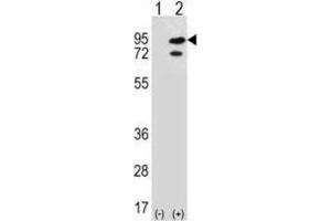 Western Blotting (WB) image for anti-SNF Related Kinase (SNRK) antibody (ABIN3003076) (SNRK anticorps)