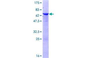 Image no. 1 for Protein Phosphatase, Mg2+/Mn2+ Dependent, 1L (PPM1L) (AA 1-360) protein (GST tag) (ABIN1315925)