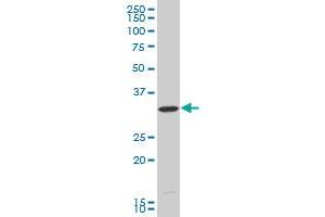 HEYL monoclonal antibody (M15), clone 1E2 Western Blot analysis of HEYL expression in COLO 320 HSR . (HEYL anticorps  (AA 1-70))