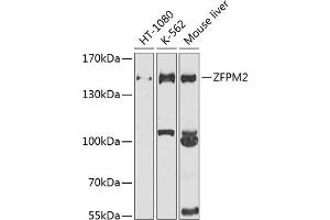 Western blot analysis of extracts of various cell lines, using ZFPM2 antibody (ABIN6133384, ABIN6150434, ABIN6150435 and ABIN6225204) at 1:1000 dilution. (ZFPM2 anticorps  (AA 982-1151))