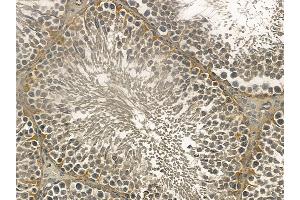 MIDN Mouse Monoclonal Antibody at 1/100 staining rat testis tissue by IHC-P. (MIDN anticorps)