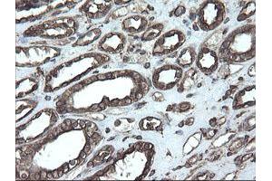 Image no. 1 for anti-Protein Disulfide Isomerase Family A, Member 3 (PDIA3) (AA 140-505) antibody (ABIN1490935)