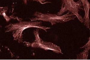 Human Endothelial (UBE2I anticorps  (AA 26-156))