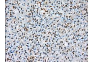 Image no. 6 for anti-Basigin (Ok Blood Group) (BSG) antibody (ABIN1498015) (CD147 anticorps)