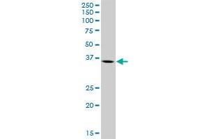ARG2 MaxPab polyclonal antibody.