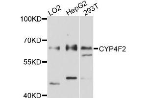 Western blot analysis of extracts of various cells, using CYP4F2 antibody. (CYP4F2 anticorps)