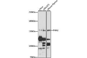 Western blot analysis of extracts of various cell lines, using P antibody (ABIN7269165) at 1:1000 dilution. (PAN2 anticorps  (AA 700-1000))