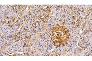 Detection of EPCAM in Porcine Pancreas Tissue using Polyclonal Antibody to Epithelial Cell Adhesion Molecule (EPCAM) (EpCAM anticorps  (AA 25-265))