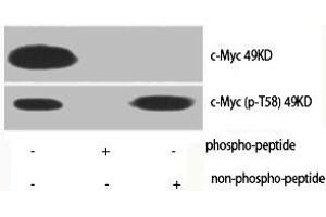 Western Blot analysis of various cells using Phospho-c-Myc (T58) Polyclonal Antibody (c-MYC anticorps  (pThr58))