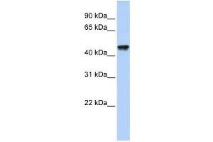 Western Blotting (WB) image for anti-Queuine tRNA-Ribosyltransferase Domain Containing 1 (QTRTD1) antibody (ABIN2459243) (QTRTD1 anticorps)