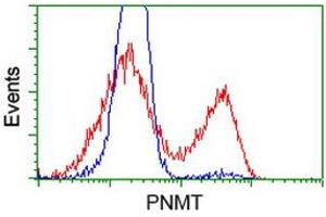 Image no. 2 for anti-Phenylethanolamine N-Methyltransferase (PNMT) antibody (ABIN1500307) (PNMT anticorps)