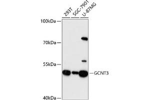 Western blot analysis of extracts of various cell lines, using GCNT3 antibody (ABIN6131699, ABIN6141030, ABIN6141031 and ABIN6217122) at 1:3000 dilution.