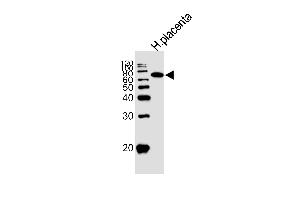 Western blot analysis of lysate from human placenta tissue lysate, using ALPI Antibody at 1:1000. (Alkaline Phosphatase anticorps  (AA 274-304))